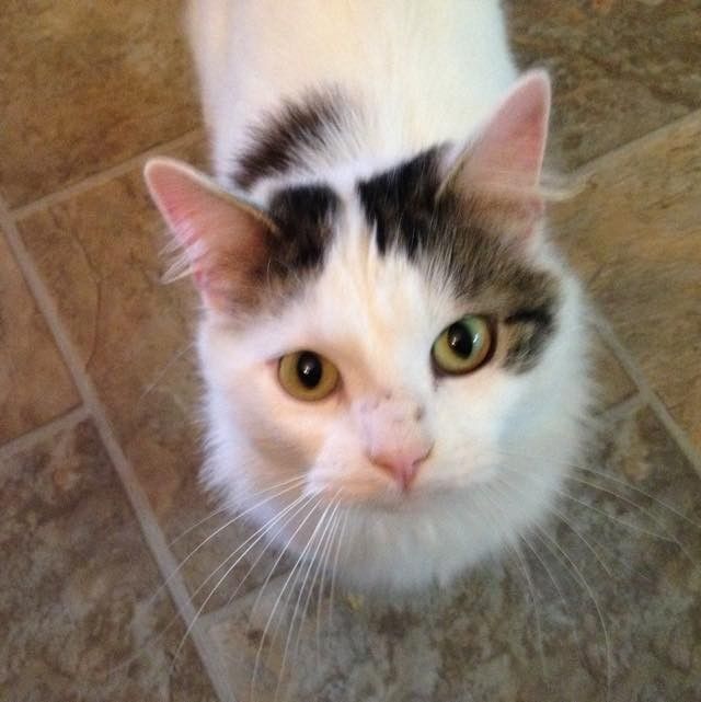 stray cat became kids babysitter and best friend