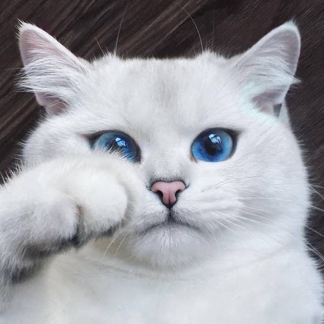 coby the cat with prettiest eyes