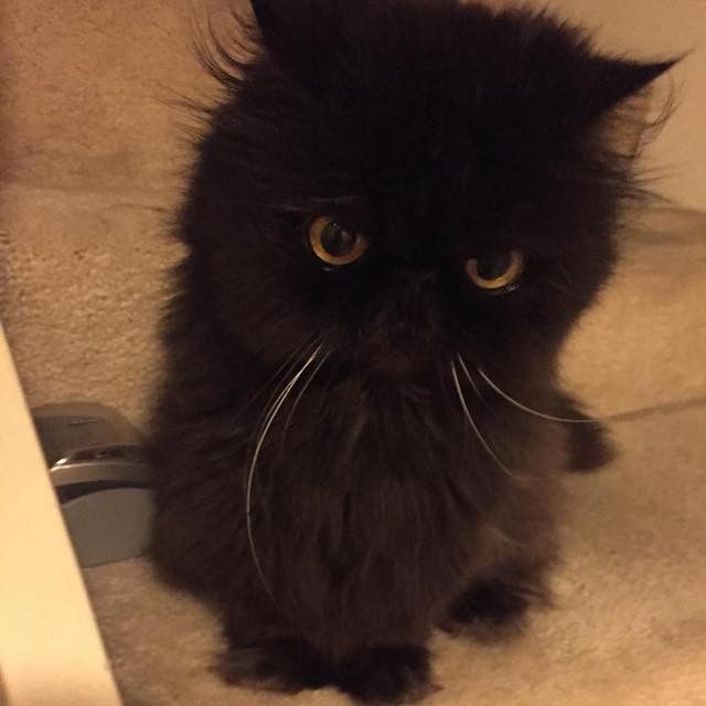 part owl cat fluffy older senior cat