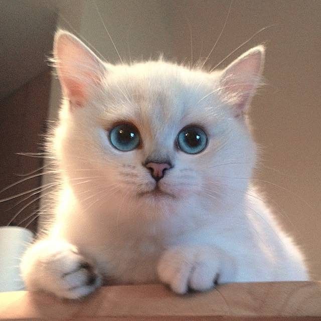 coby the cat with prettiest eyes