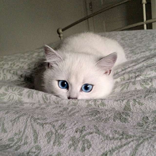 coby the cat with prettiest eyes