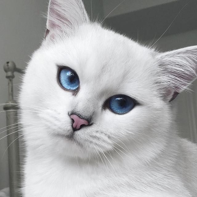 coby the cat with prettiest eyes
