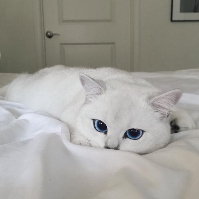 coby the cat with prettiest eyes