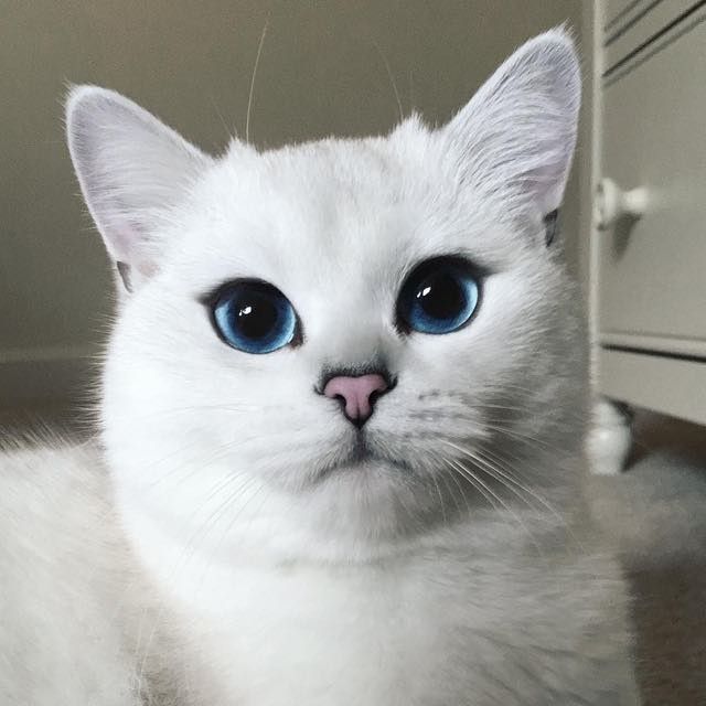 coby the cat with prettiest eyes