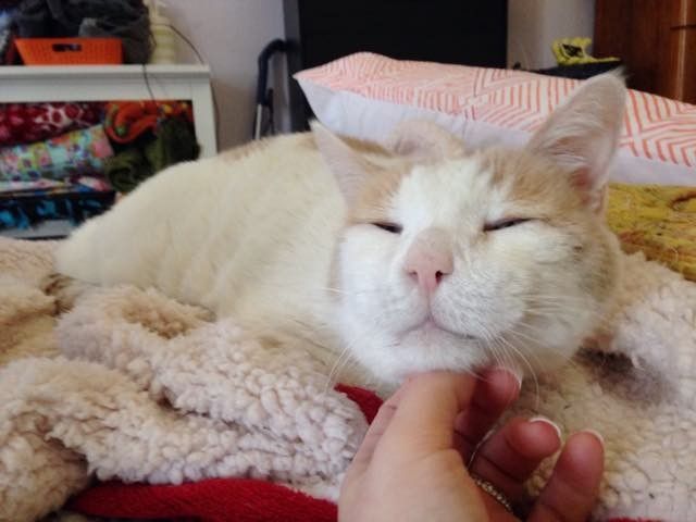 18 year old shelter cat adopted big belly
