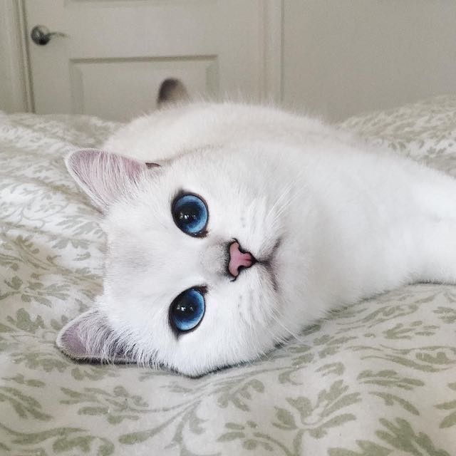 coby the cat with prettiest eyes