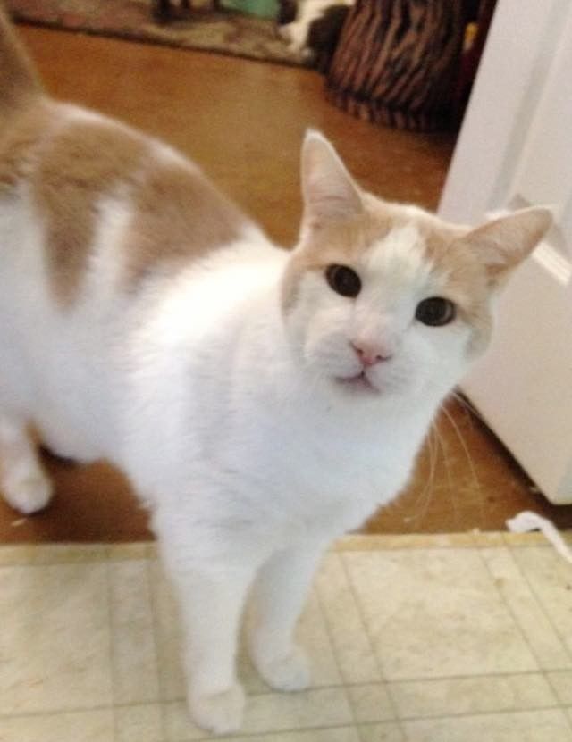 18 year old shelter cat walks into new home