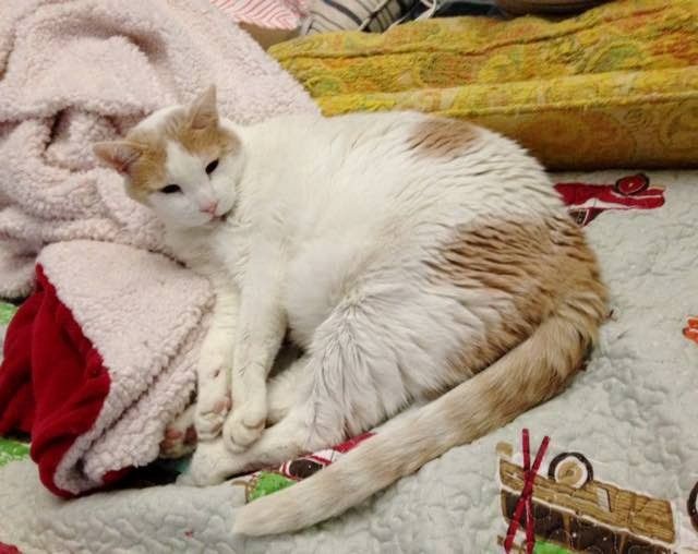 18 year old shelter cat got his very own bed