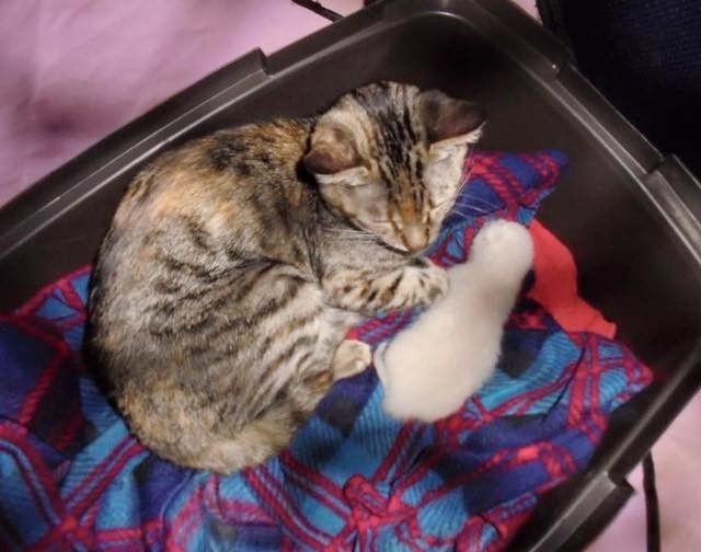 cat mom finds help minutes before birth kitten babies