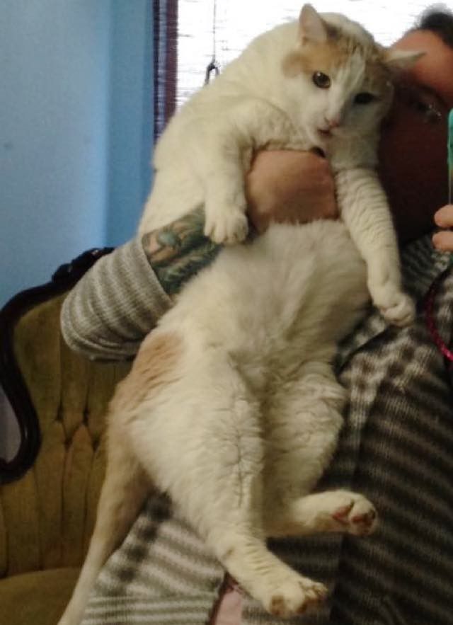 18 year old shelter cat adopted big belly