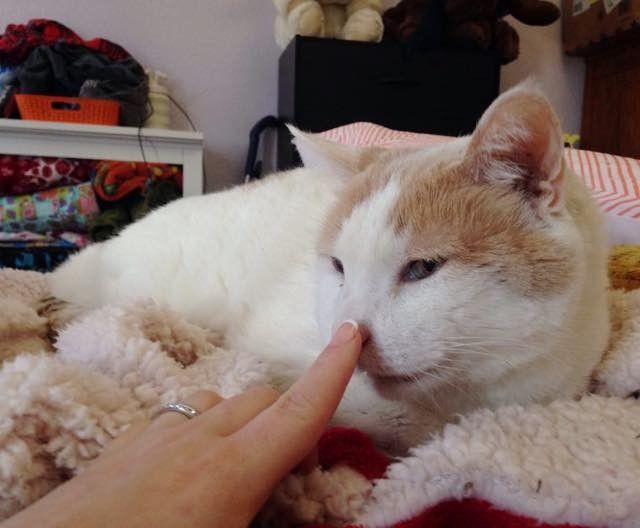18 year old shelter cat got his very own bed
