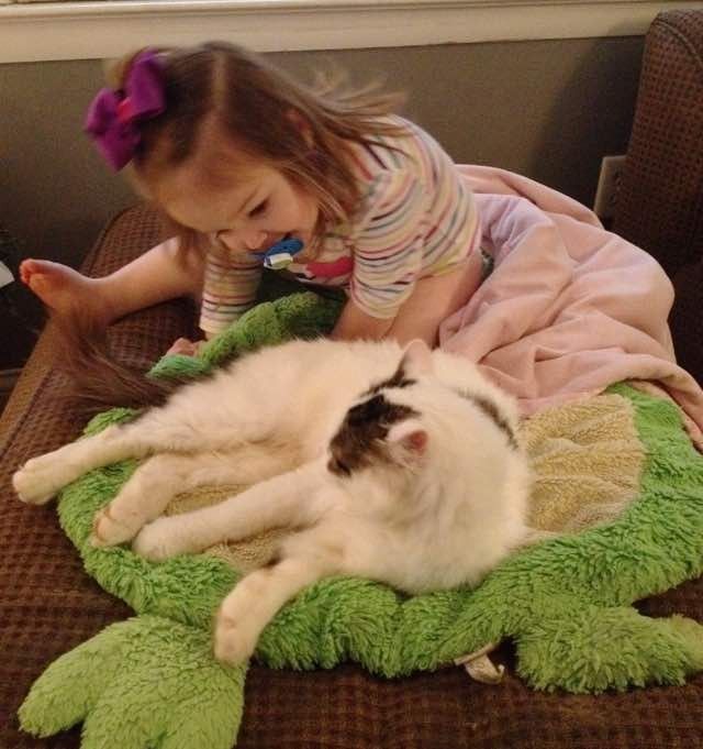 stray cat became kids babysitter and best friend