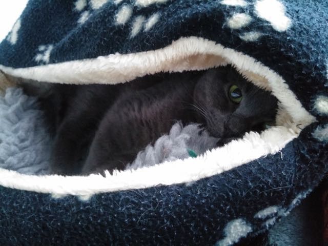 3 - 3rd visit while he was still at the rescue waiting on some final jabs Warming up to being stroked