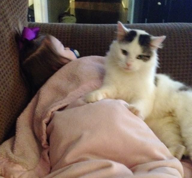 stray cat became kids babysitter and best friend