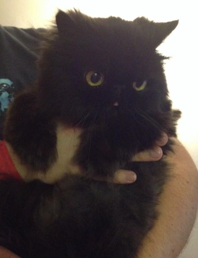 part owl cat fluffy older senior cat