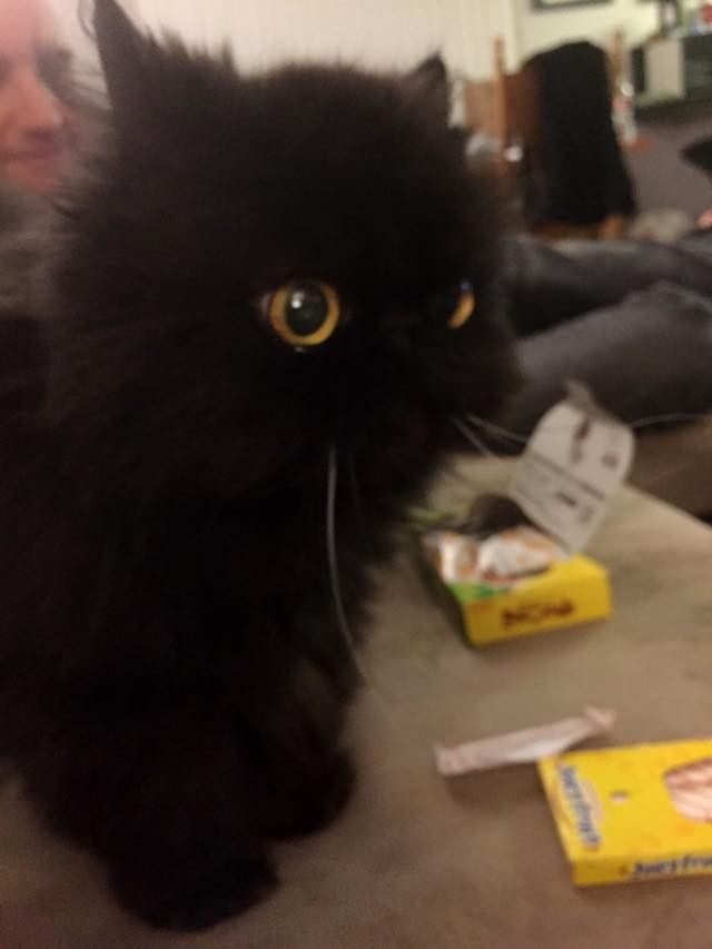 part owl cat fluffy older senior cat