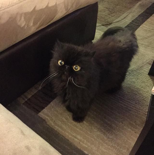 part owl cat fluffy older senior cat