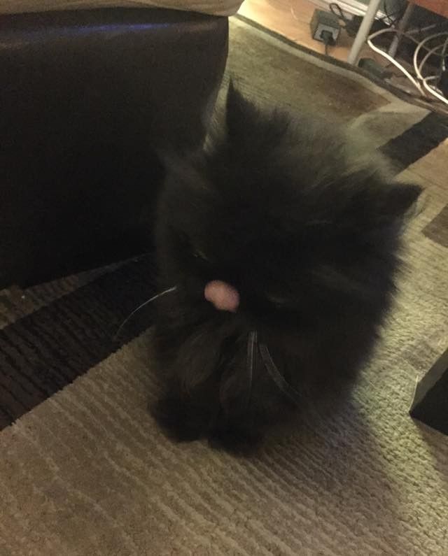 part owl cat fluffy older senior cat