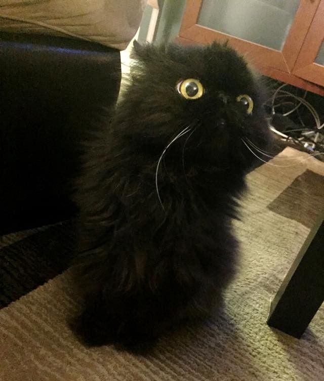 part owl cat fluffy older senior cat