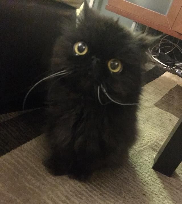 part owl cat fluffy older senior cat