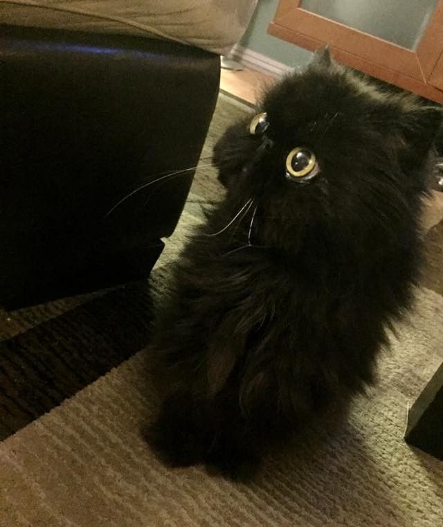 part owl cat fluffy older senior cat