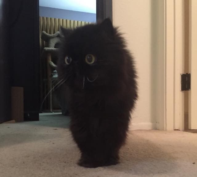 part owl cat fluffy older senior cat