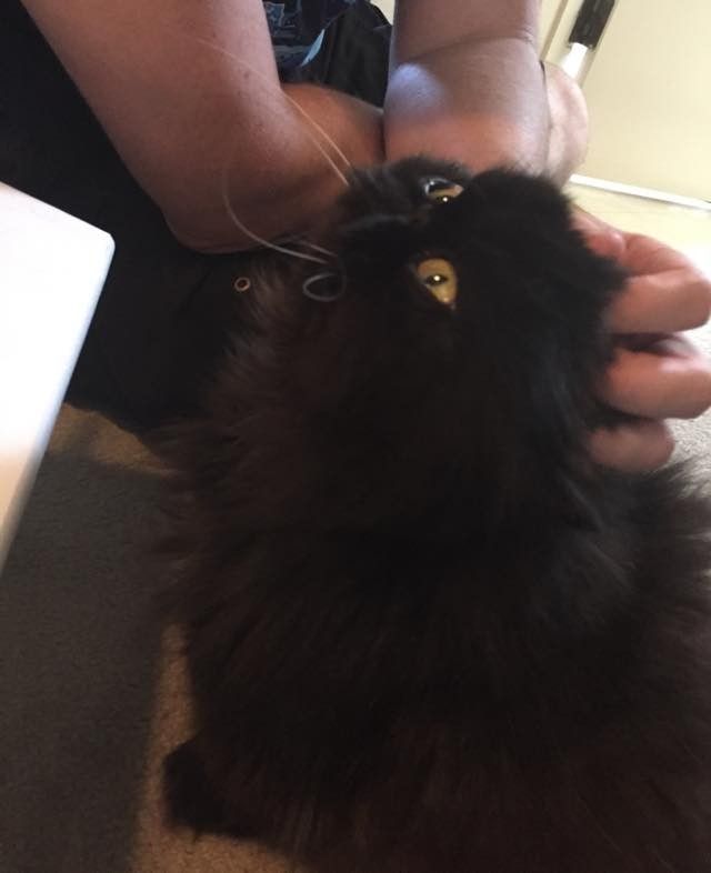 part owl cat fluffy older senior cat