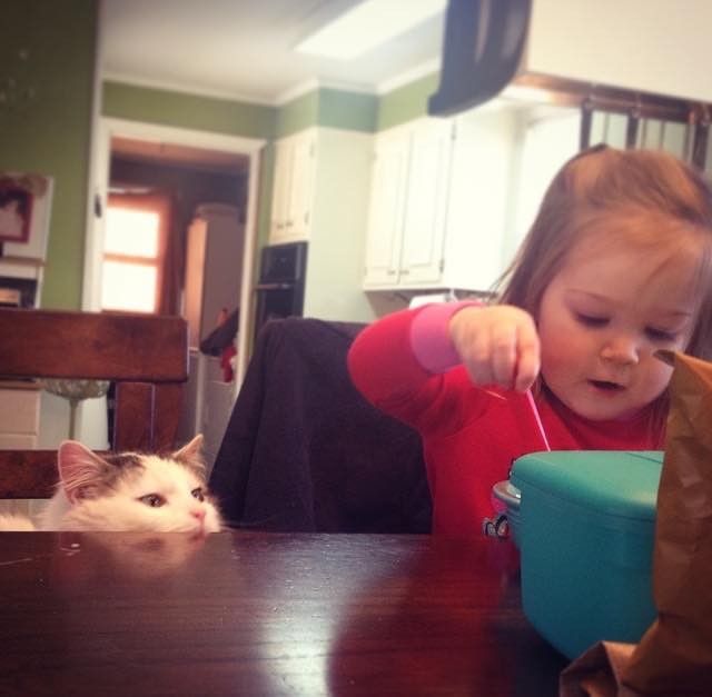 stray cat became kids babysitter and best friend
