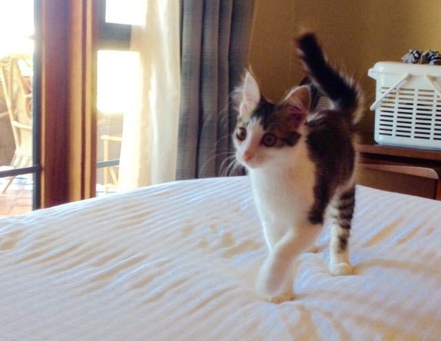 stray kitten shows up to guards then now
