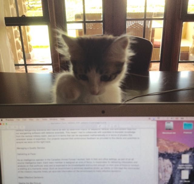 stray kitten shows up to guards then now