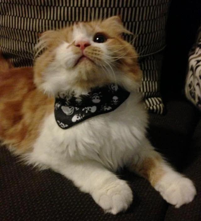 one-eyed scottish fold cat Scallywag