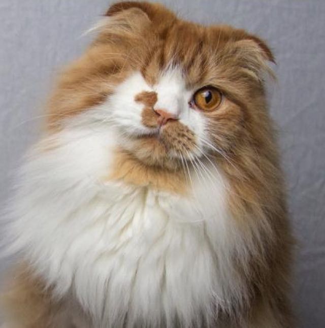 one-eyed scottish fold cat Scallywag