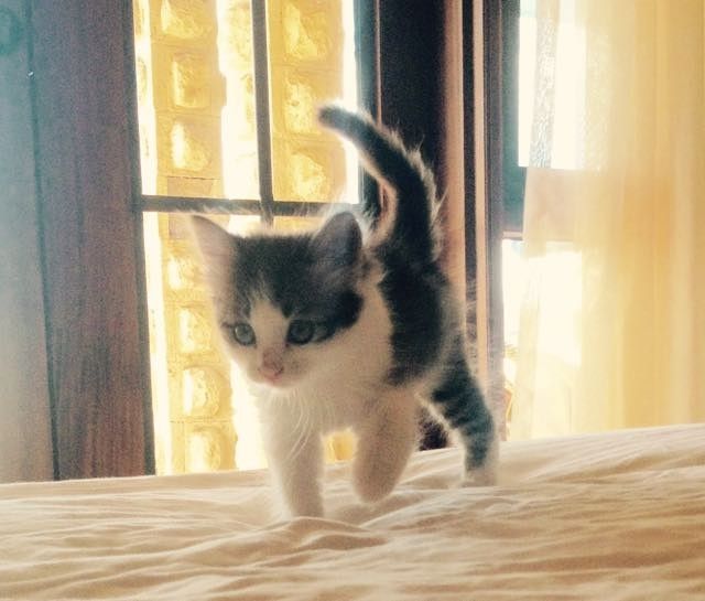 stray kitten shows up to guards then now