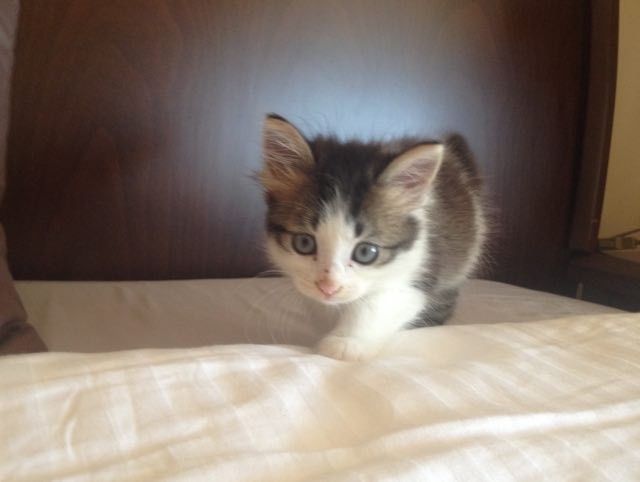 stray kitten shows up to guards then now