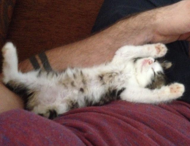 stray kitten shows up to guards then now