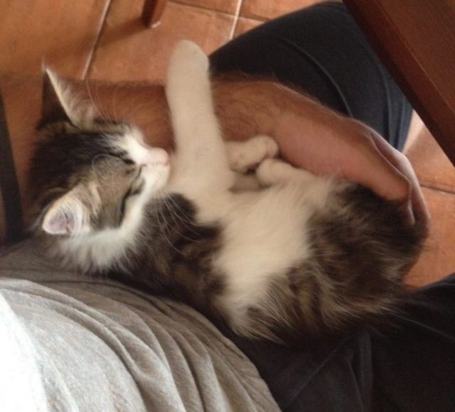 stray kitten shows up to guards then now