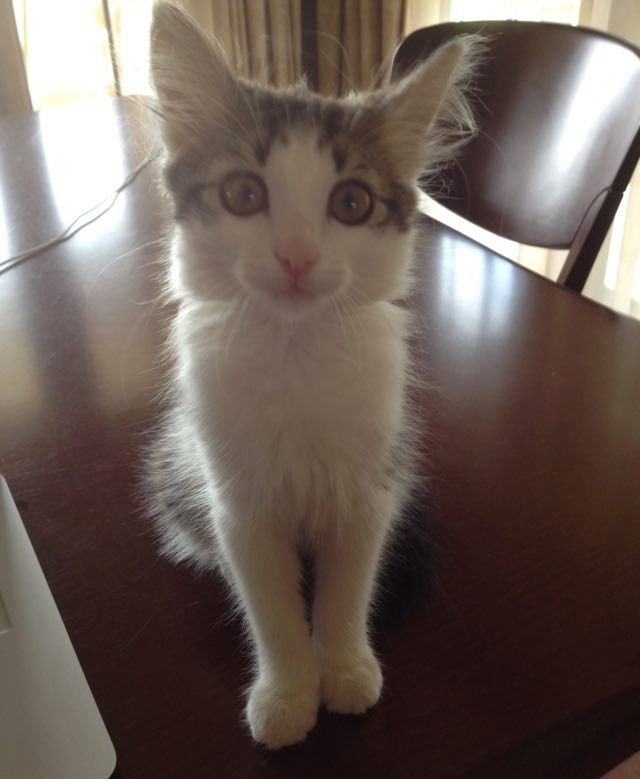 stray kitten shows up to guards then now