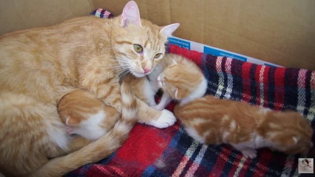 ginger cat mama and ginger kitten babies