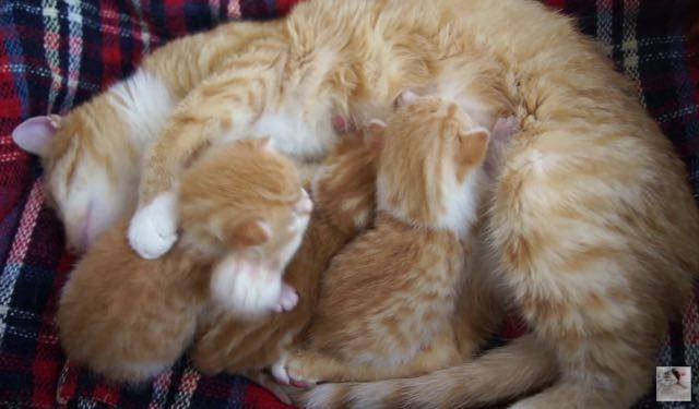 ginger cat mama and ginger kitten babies