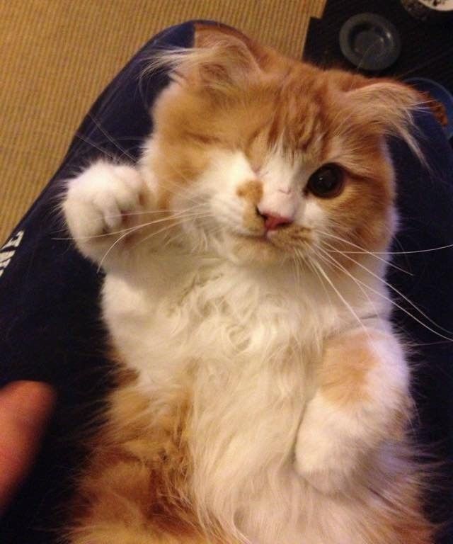 one-eyed scottish fold cat Scallywag