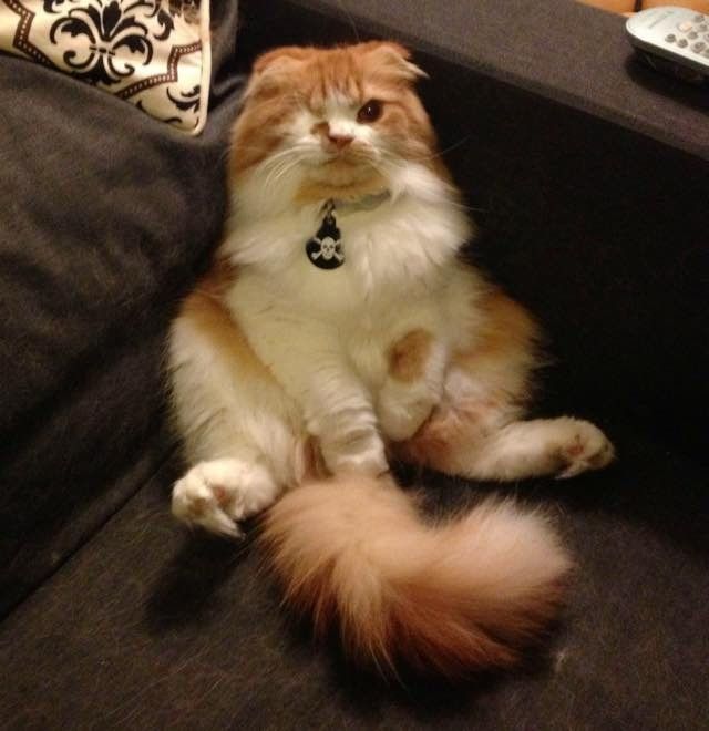 one-eyed scottish fold cat Scallywag