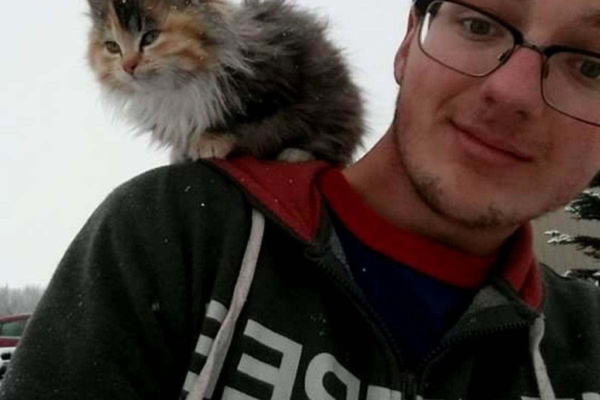 farm calico kitten walked up to man shoulder cat