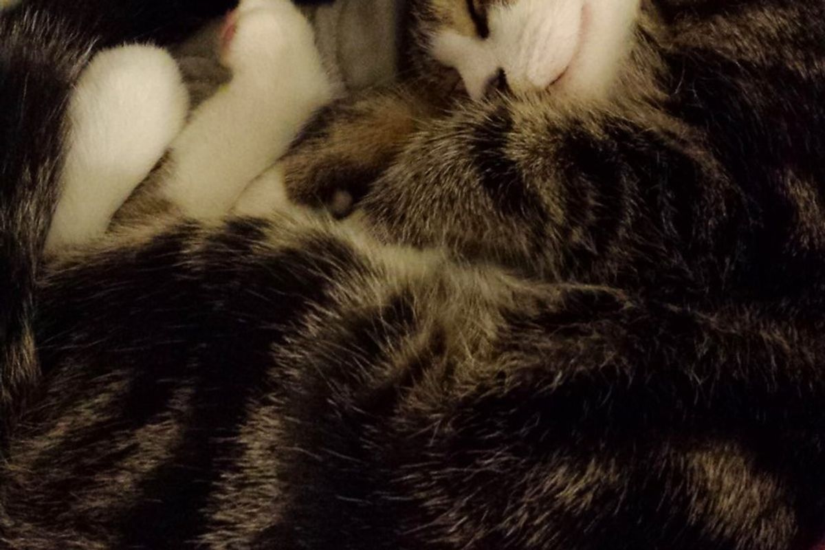 farm cat rescued pouring rain