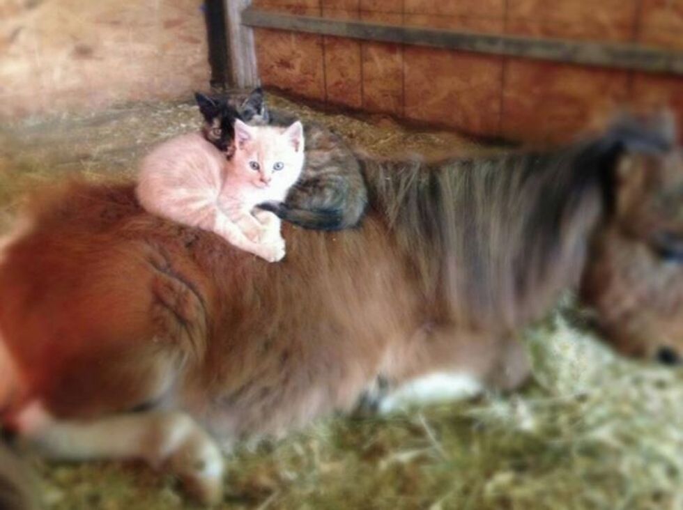 farm ginger cat rides farm animals growing up