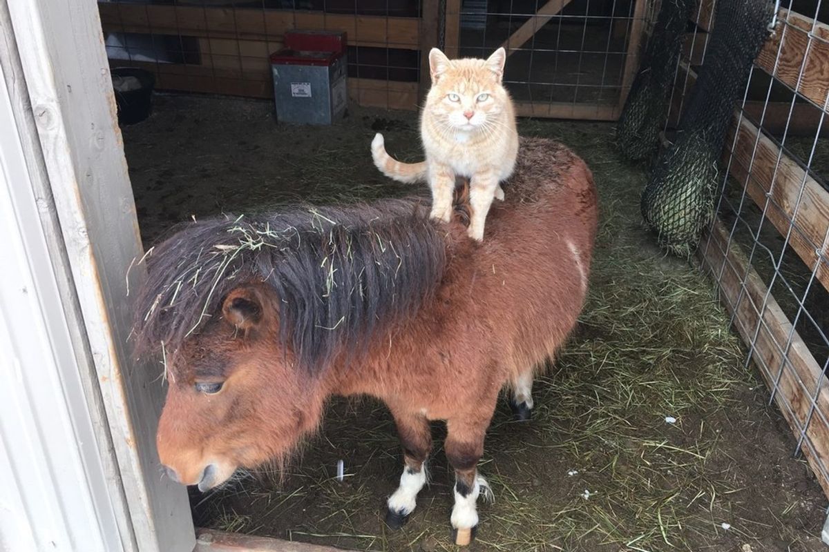 farm ginger cat rides farm animals growing up