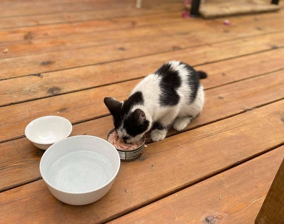 feeding, stray, kitten, cat