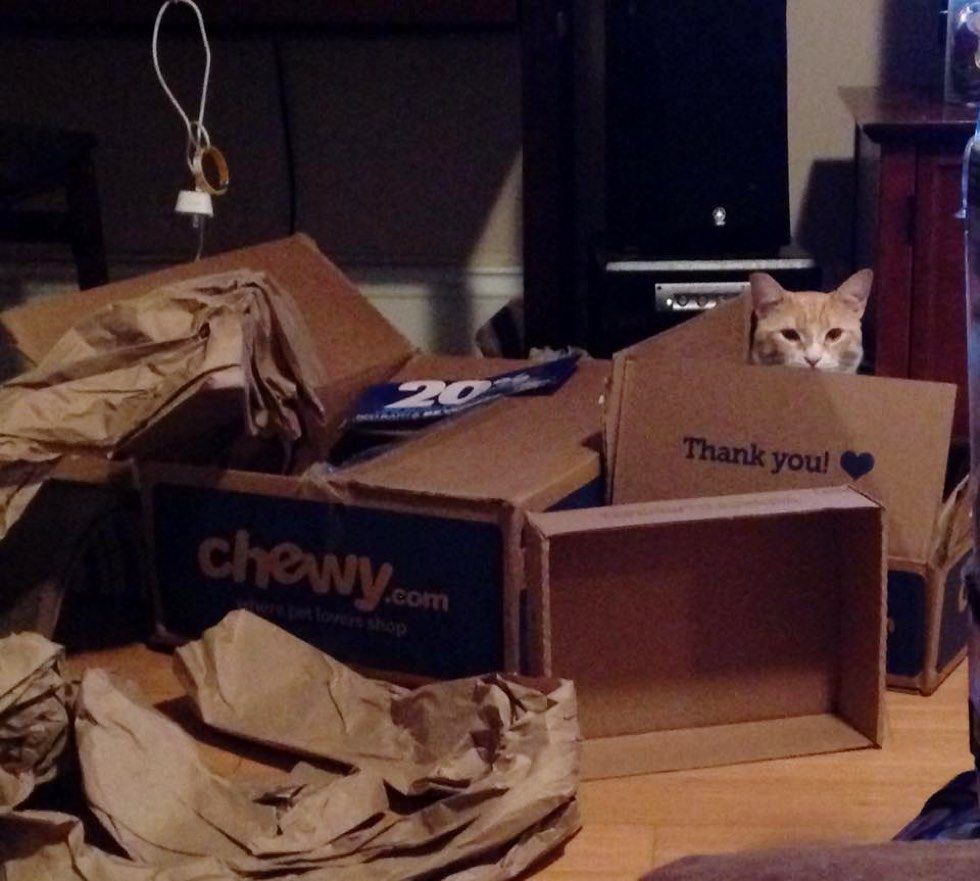 fenn the destroyer cat boxes