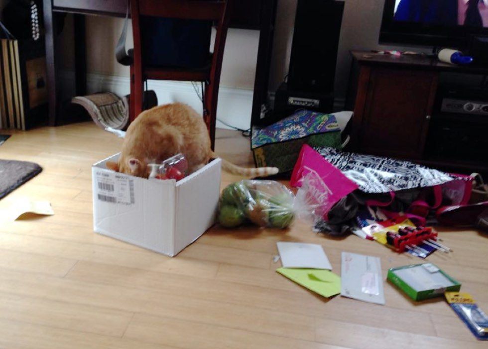 fenn the destroyer cat mischief groceries box
