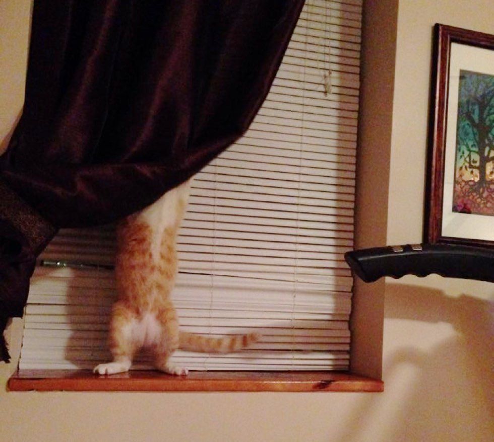 fenn the destroyer cat mischief hide and seek curtain