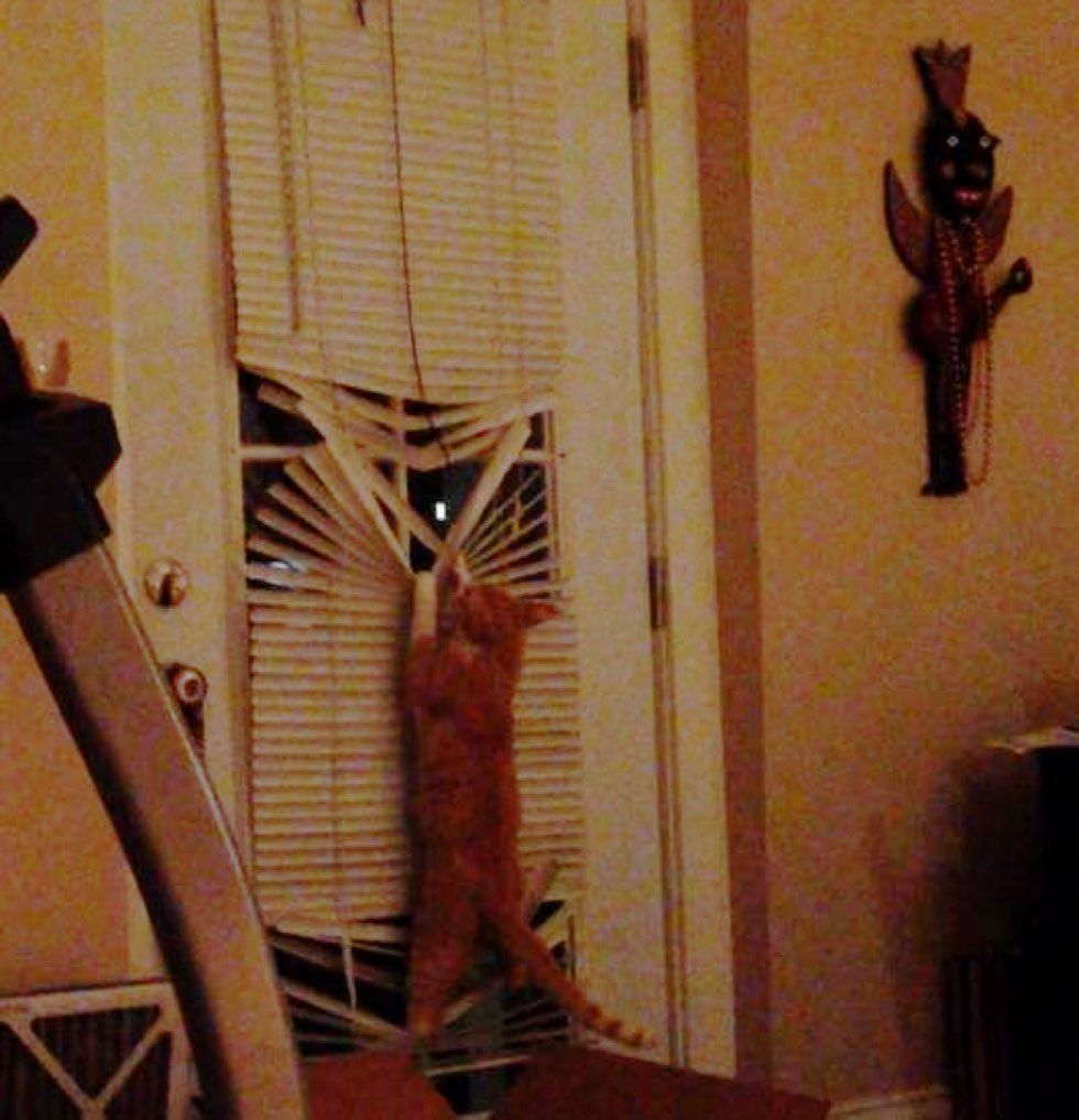 fenn the destroyer cat mischief maker blinds